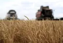 Blé, maïs, riz… Vers une production de céréales record dans le monde